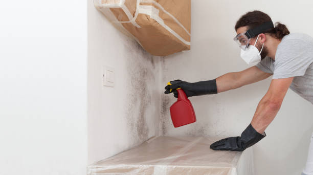 Professional Basement Mold Removal technician working in Reading, PA