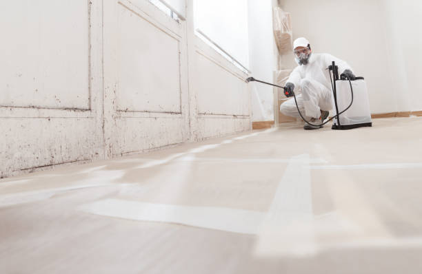24/7 Emergency Basement Mold Removal experts in Reading, PA
