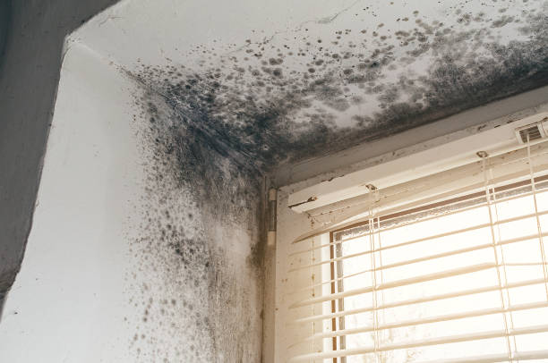 Affordable Basement Mold Removal solutions in Reading, PA