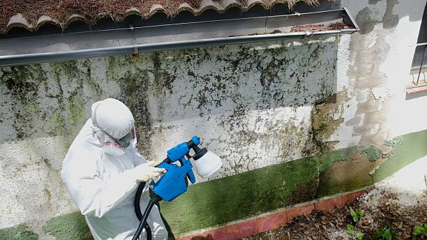 Top rated local Basement Mold Removal specialists in Reading, PA